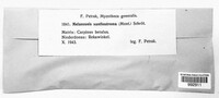 Wuestneia chrysostroma image